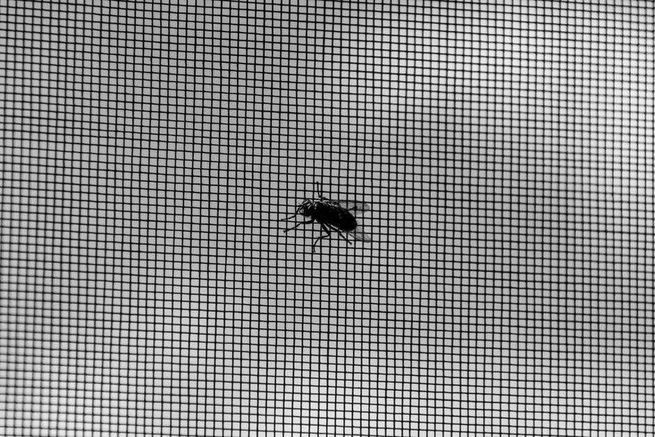Sieťka proti insektom